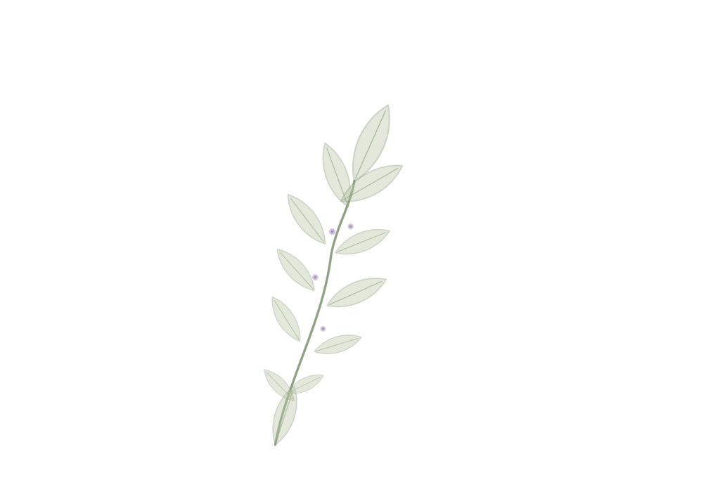 Illustration d'une branche de romarin, symbole discret du souvenir